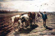 ploughing ox